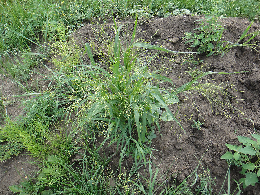 Изображение особи Panicum miliaceum ssp. ruderale.