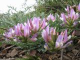 genus Astragalus