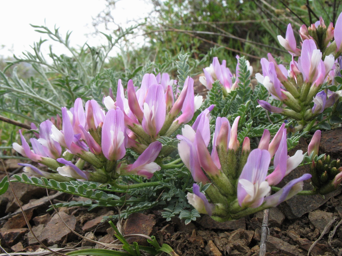 Image of genus Astragalus specimen.