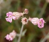 Silene brahuica. Соцветие. Кыргызстан, Нарынская обл., правый берег р. Нарын, I надпойменная терраса ниже с. Ак-Булун. 05.07.2015.