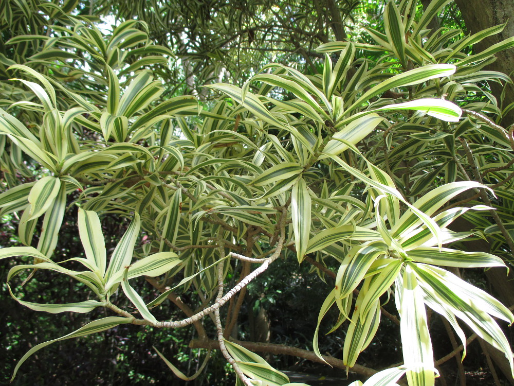 Image of Dracaena reflexa specimen.