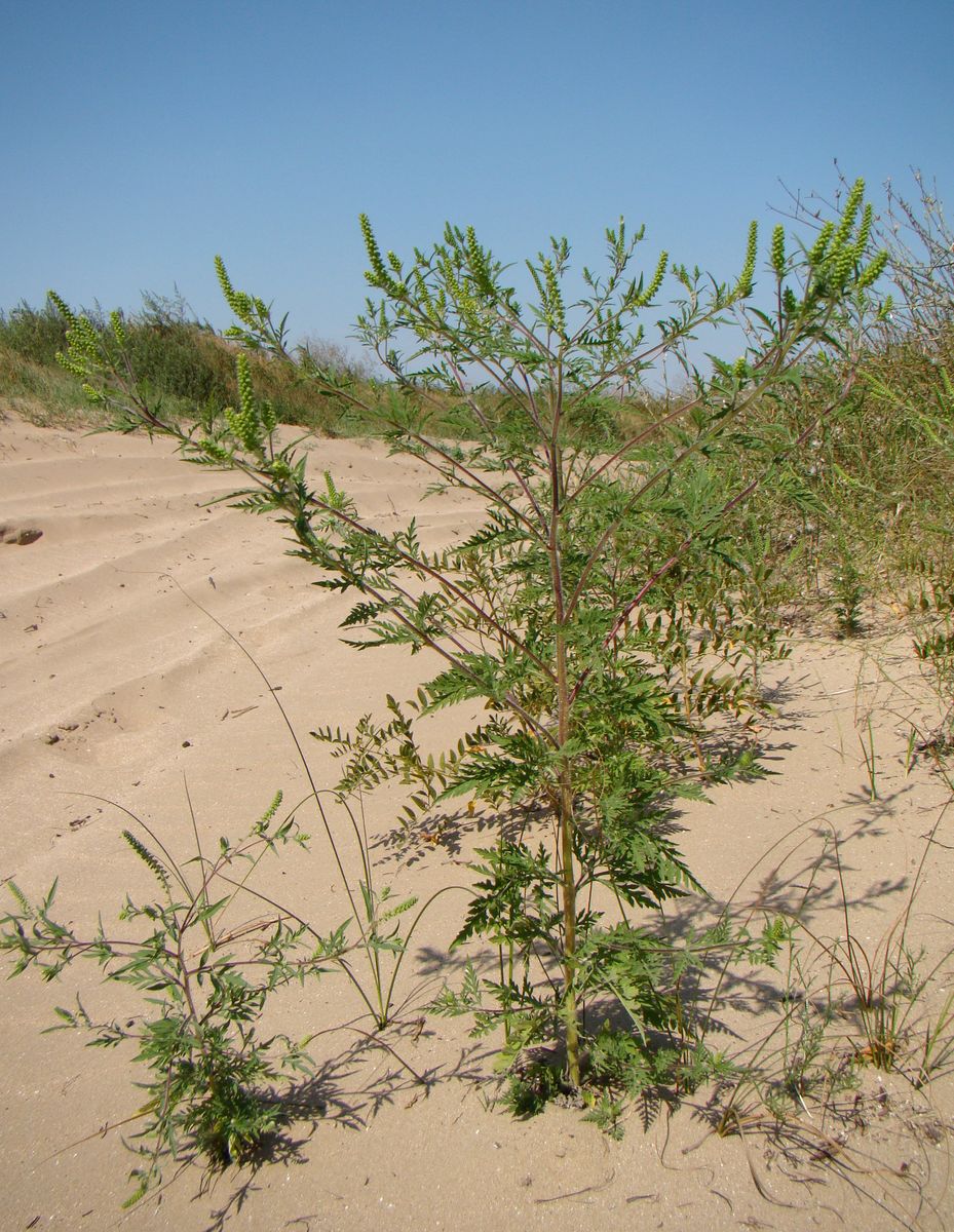 Изображение особи Ambrosia artemisiifolia.