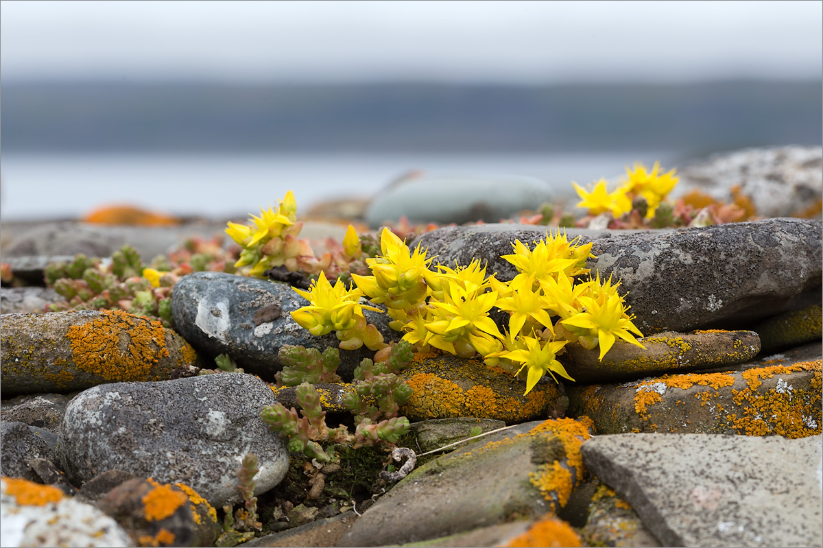 Image of Sedum acre specimen.