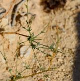 Gypsophila capillaris