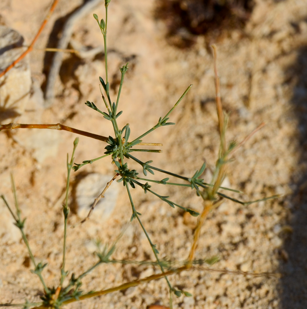 Image of Gypsophila capillaris specimen.