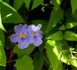 Thunbergia laurifolia. Цветки и листья. Монако, Монте-Карло, террасы Казино, в культуре. 23.07.2014.