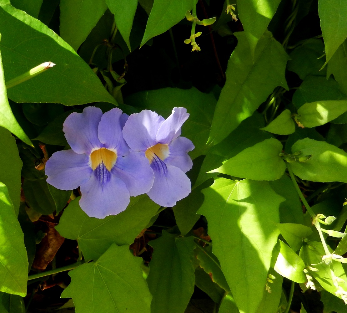 Изображение особи Thunbergia laurifolia.