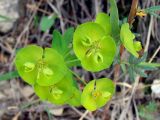 Euphorbia borealis. Соцветие. Якутия (Саха), Алданский р-н, окр. пос. Тобук, пойма р. Алдан. 16.06.2012.