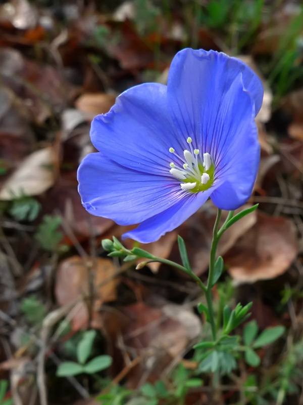 Изображение особи Linum austriacum.