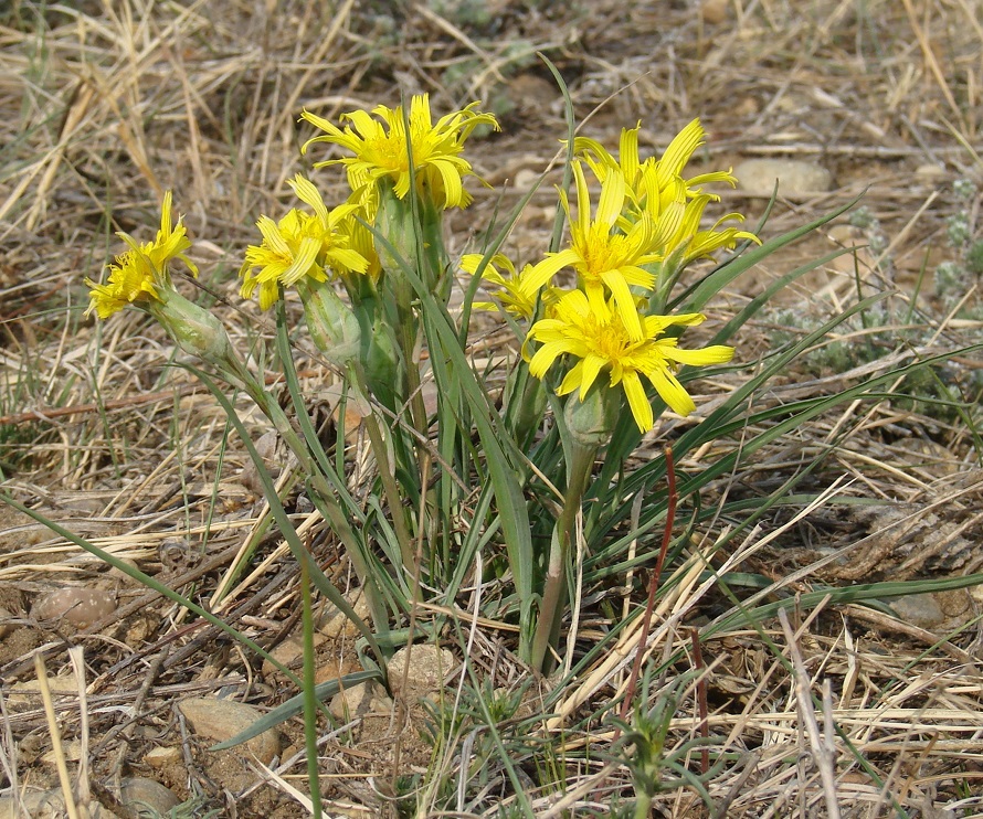 Изображение особи Scorzonera austriaca.