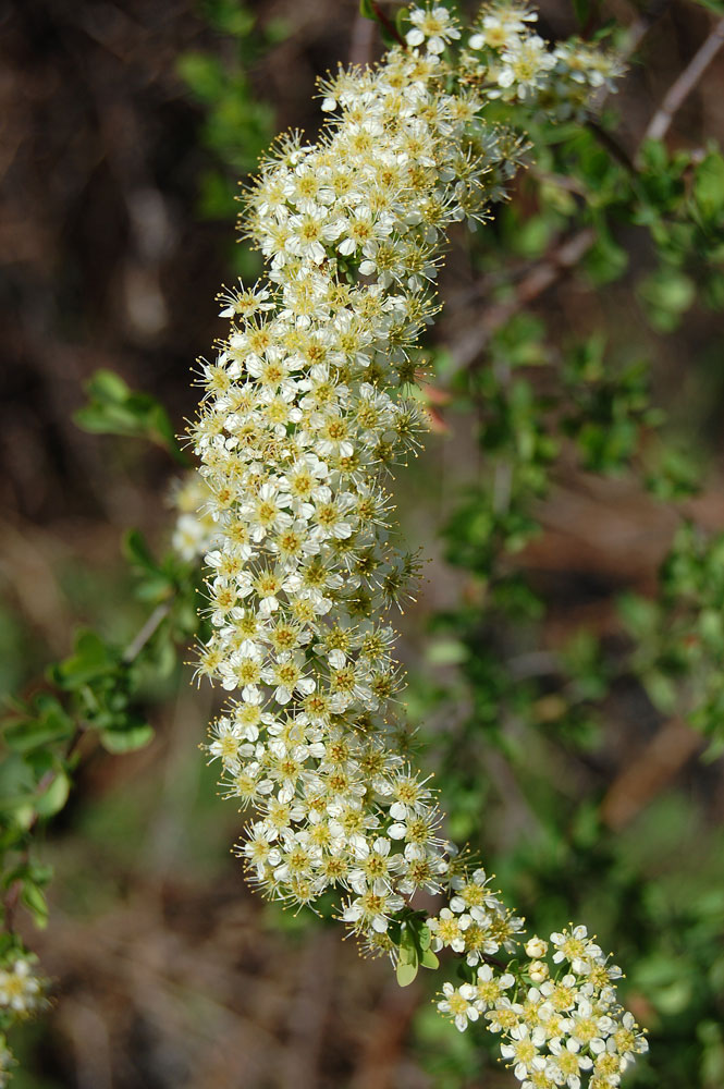 Изображение особи Spiraea hypericifolia.