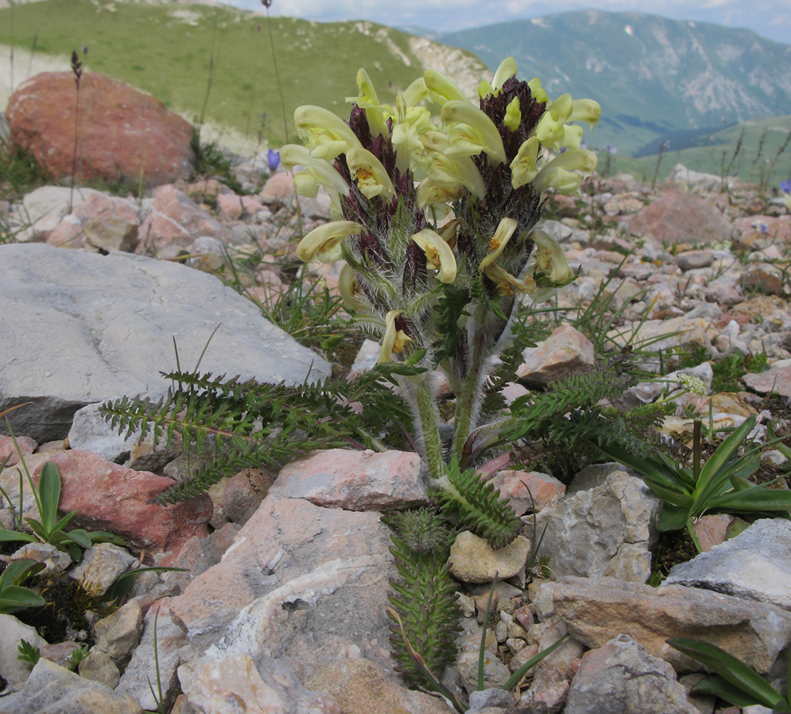 Изображение особи Pedicularis sibthorpii.