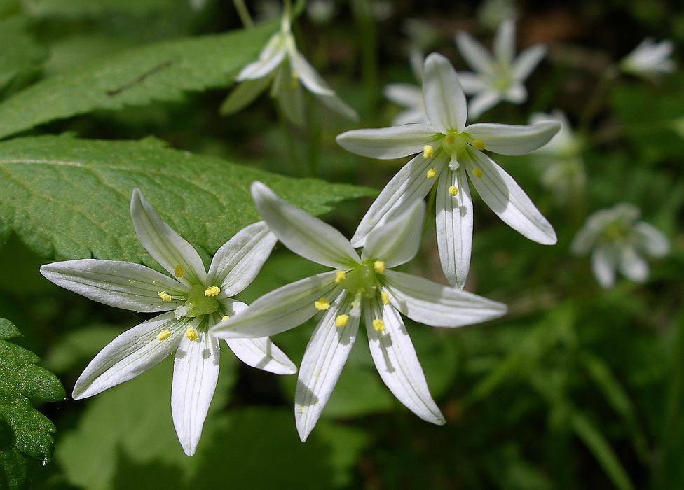 Image of Lloydia triflora specimen.