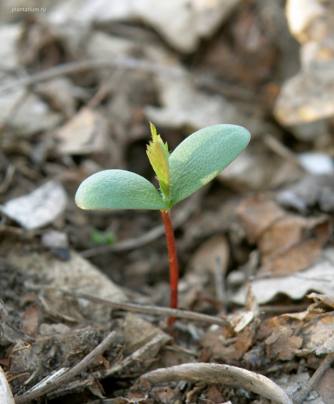 Image of Crataegus monogyna specimen.