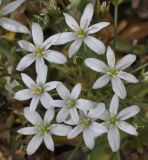 Ornithogalum montanum