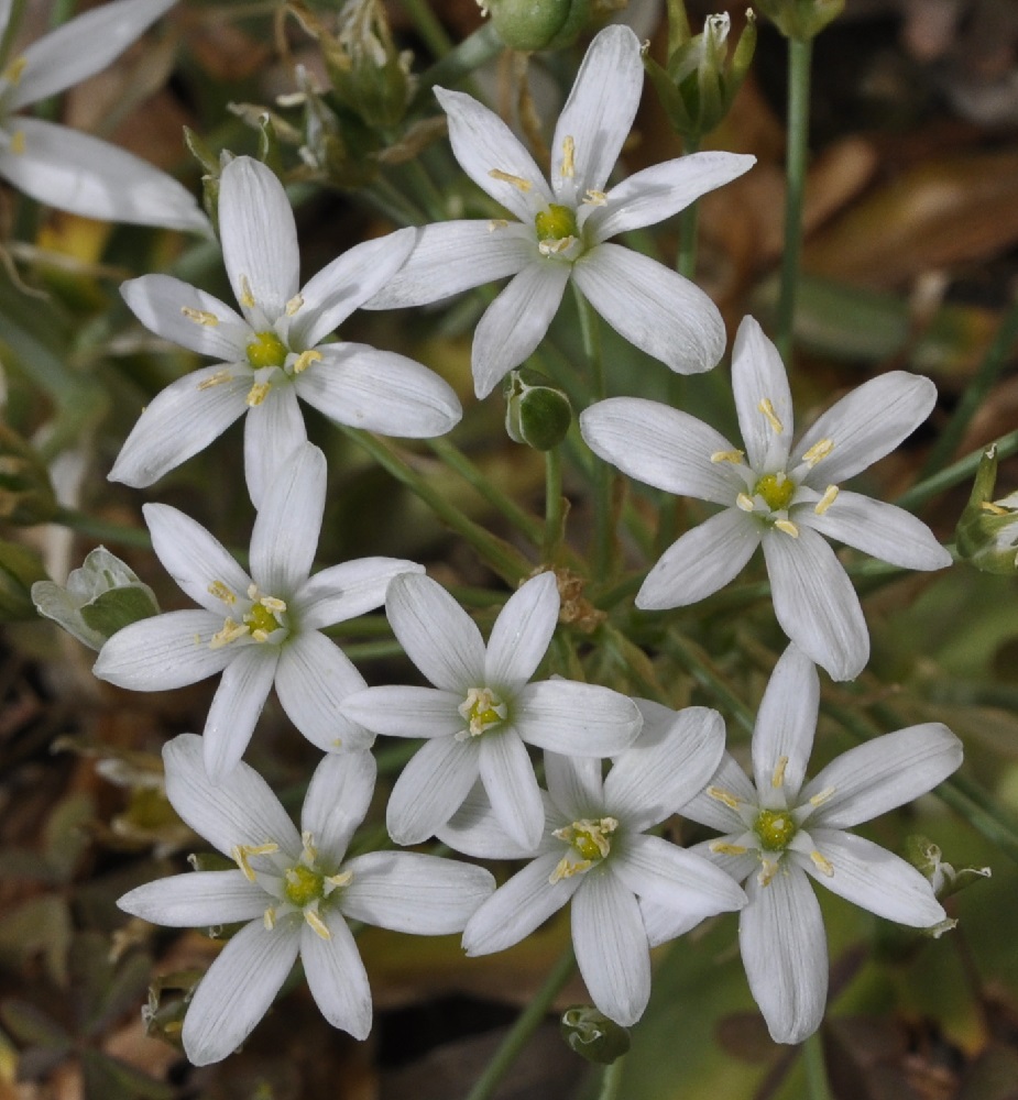 Image of Ornithogalum montanum specimen.