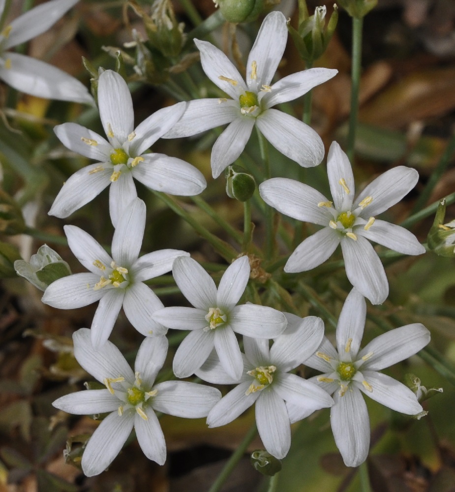 Изображение особи Ornithogalum montanum.