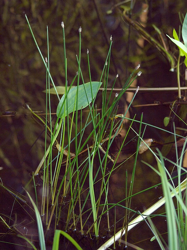 Изображение особи Eleocharis palustris.