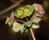 Euphorbia savaryi