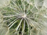 Tragopogon porrifolius. Плоды. Испания, автономное сообщество Каталония, провинция Жирона, комарка Баш Эмпорда, муниципалитет Калонже, заброшенный сад. 15.05.2016.