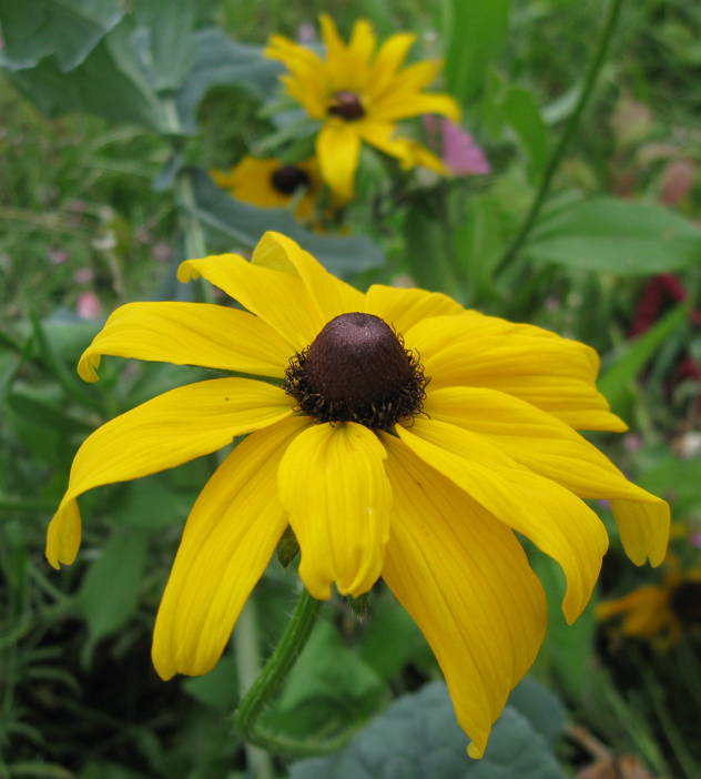 Image of Rudbeckia bicolor specimen.