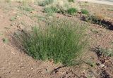 Lavandula coronopifolia