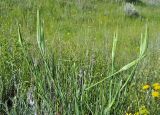 Tragopogon porrifolius ssp. longirostris