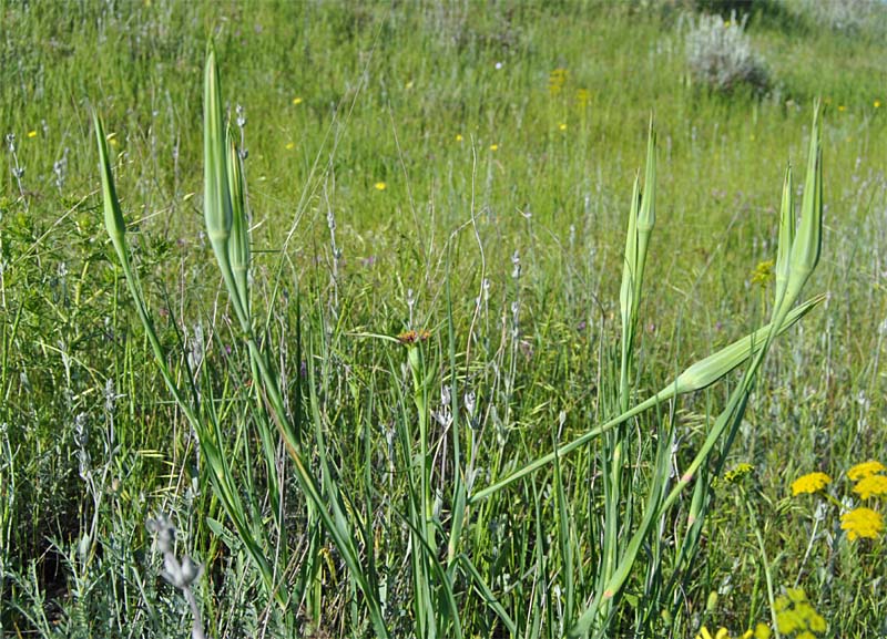 Image of Tragopogon porrifolius ssp. longirostris specimen.