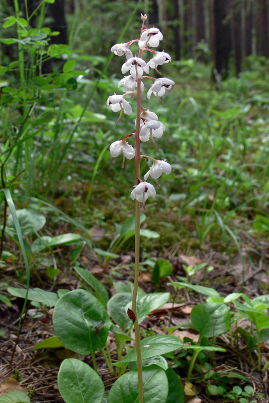 Изображение особи Pyrola rotundifolia.