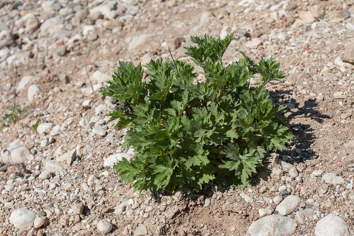 Image of Artemisia vulgaris specimen.