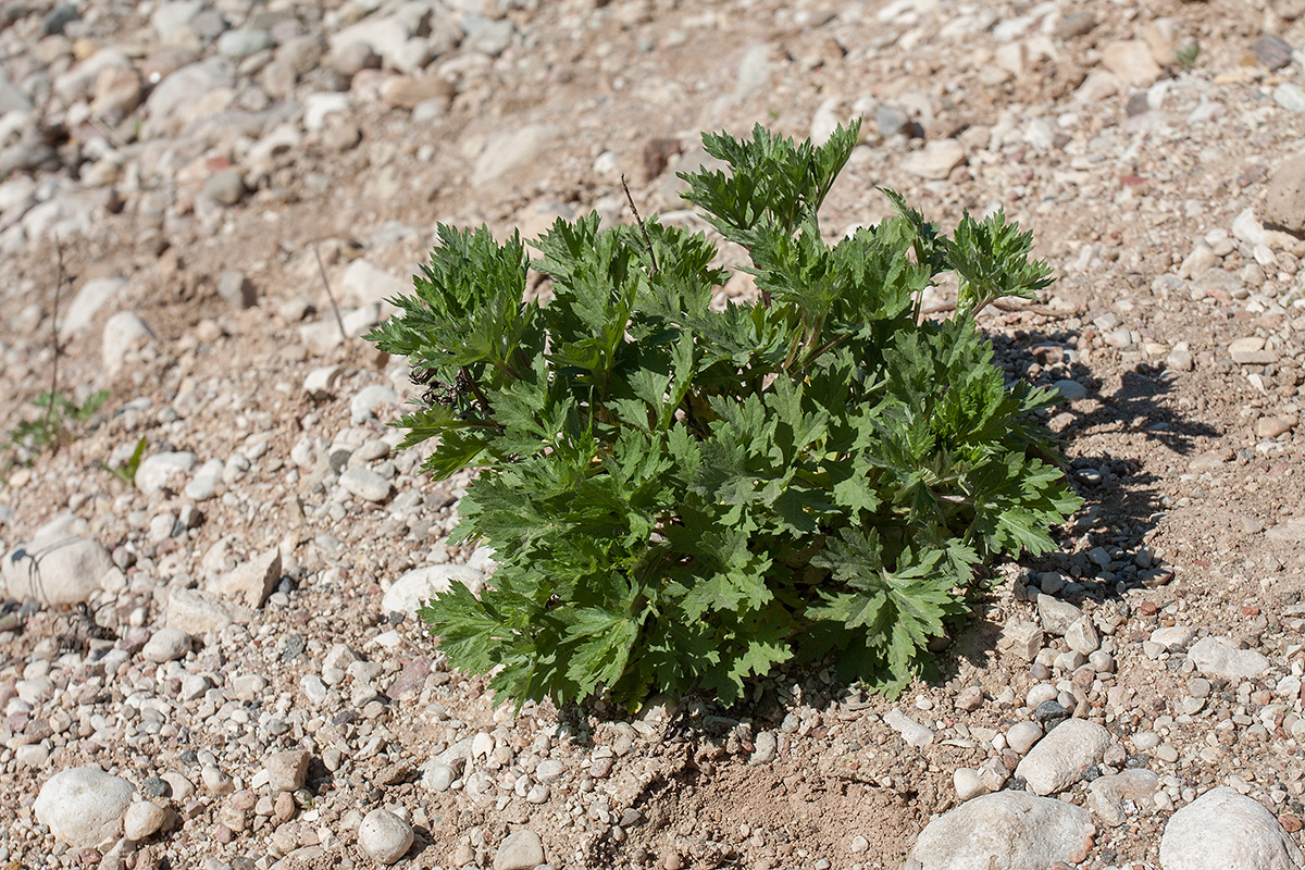 Изображение особи Artemisia vulgaris.