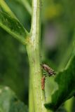 Image of taxon representative. Author is Юрий Бескокотов