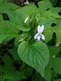 Viola acuminata