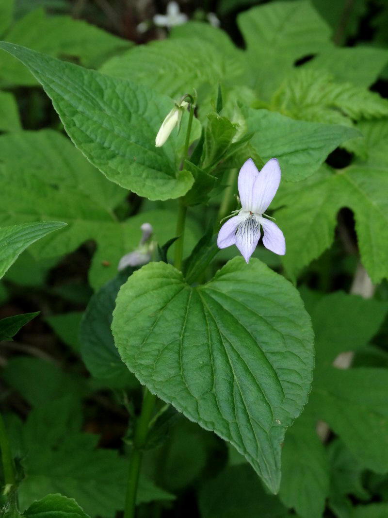 Изображение особи Viola acuminata.