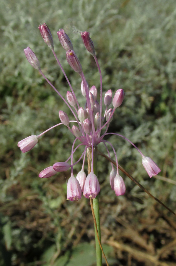 Image of Allium praescissum specimen.