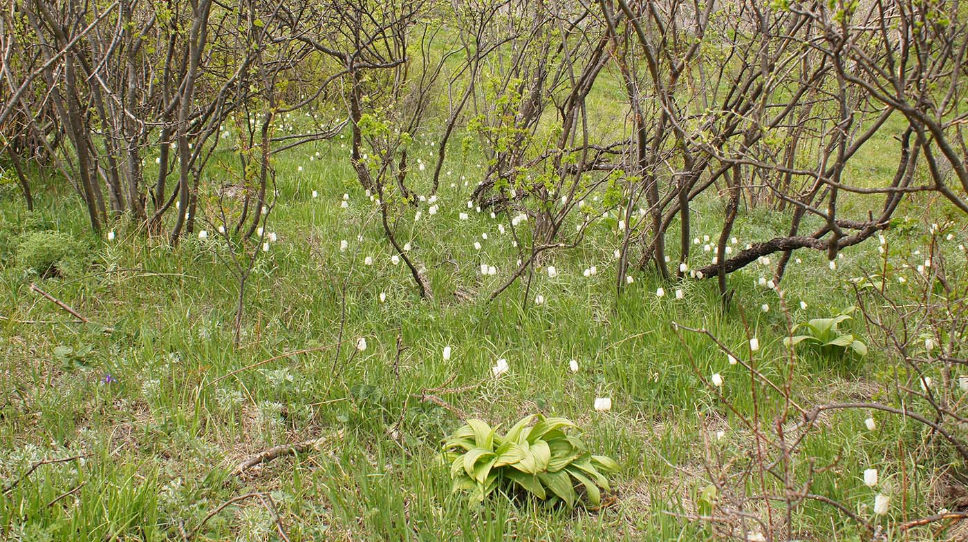 Image of Fritillaria leucantha specimen.