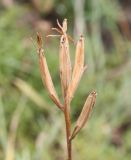 Legousia hybrida. Верхушка побега со вскрывшимися плодами-коробочками. Крым, Бахчисарайский р-н, окр. с. Трудолюбовка, петрофитная растительная группировка на вулканогенной породе. 15.06.2016.