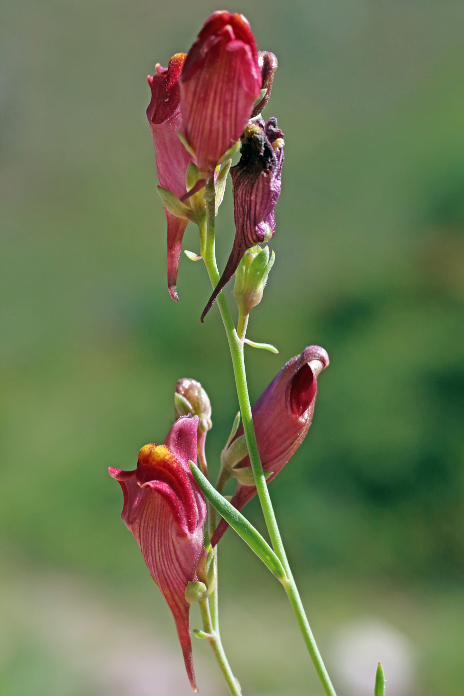 Image of Linaria popovii specimen.