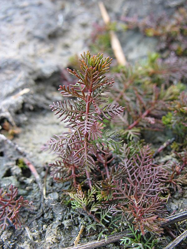 Image of Myriophyllum sibiricum specimen.
