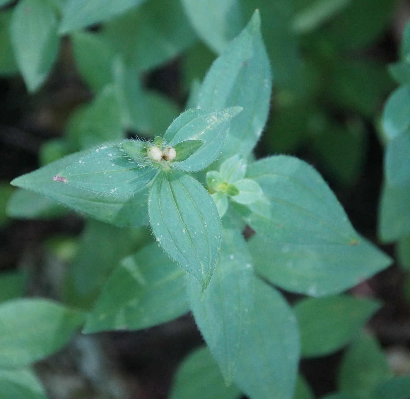 Image of Asperula caucasica specimen.