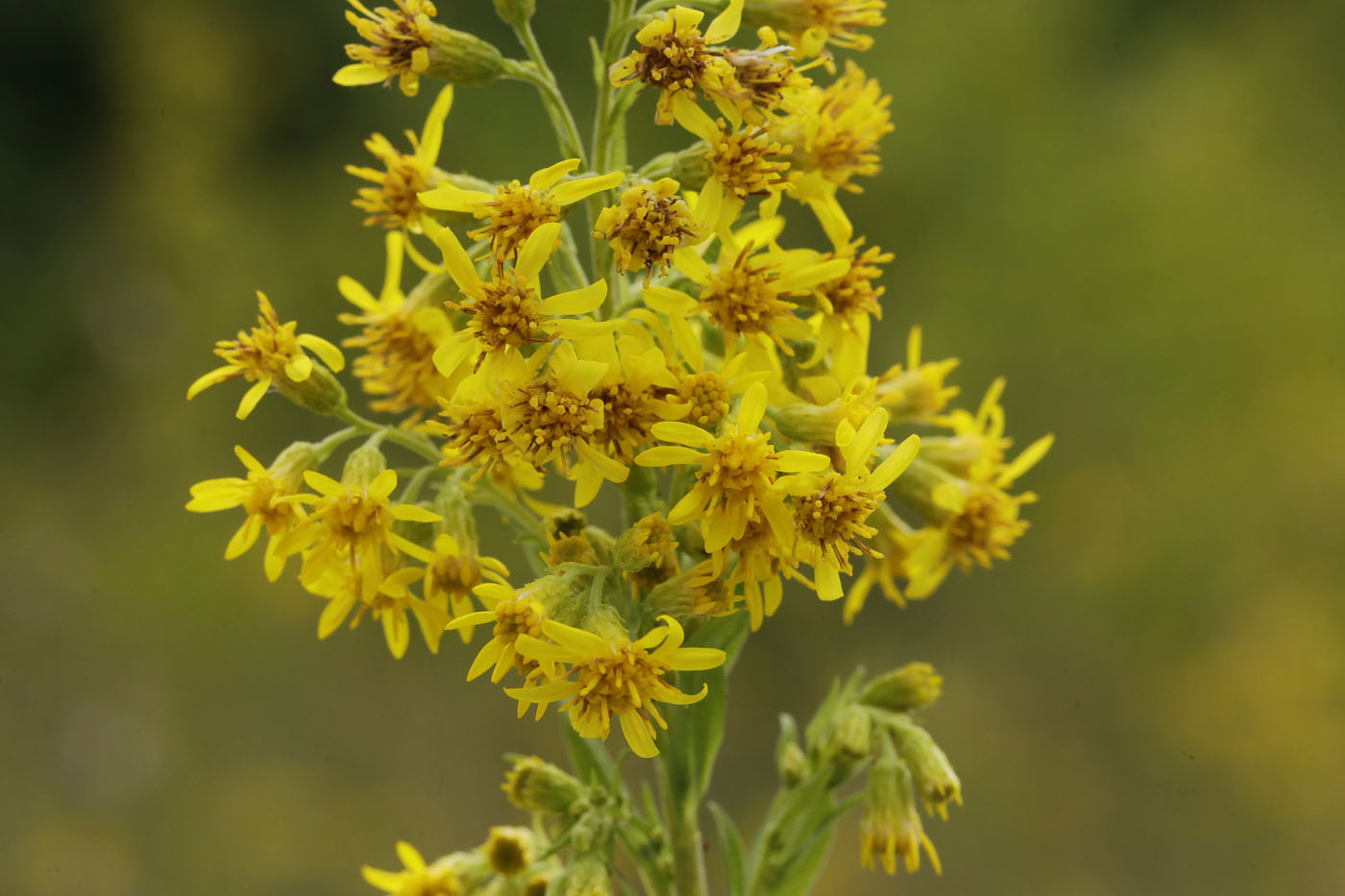Image of Solidago virgaurea specimen.