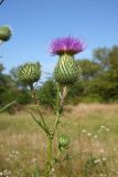 Cirsium vulgare