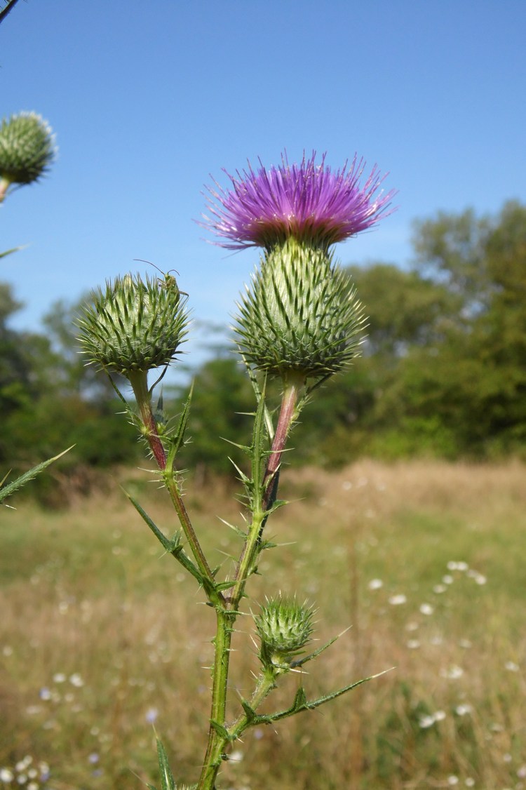 Image of Cirsium vulgare specimen.