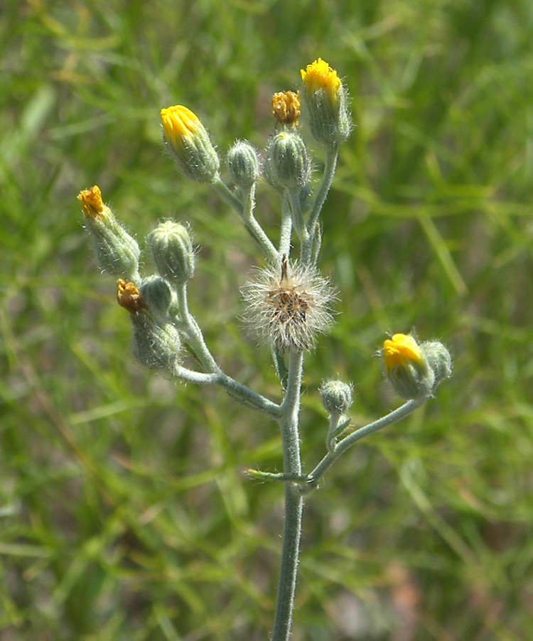 Изображение особи Pilosella echioides.