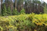 Molinia caerulea