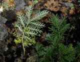 Potentilla czerepninii. Листья (виды с нижней и верхней сторон). Красноярский край, Шушенский р-н, национальный парк \"Шушенский Бор\", Западный Саян, хребет Борус, урочище \"Пелехова\", расщелина скалы. 24.07.2015.