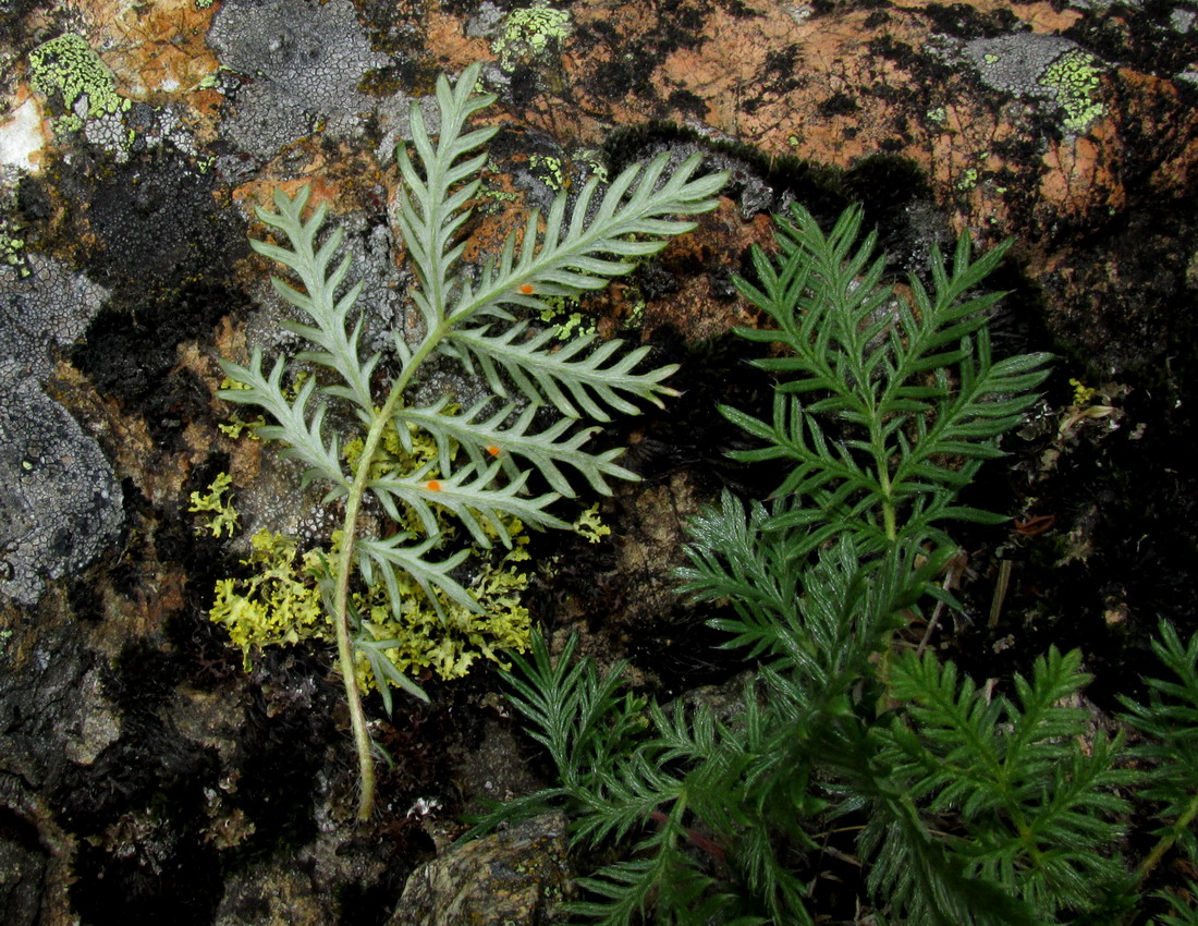 Изображение особи Potentilla czerepninii.