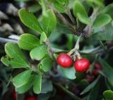 Arctostaphylos uva-ursi. Листья и плоды. Пермский край, Оханский р-н, Кунчурихинский бор, обочина лесной дороги. 03.09.2016.