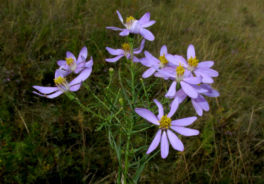 Image of Galatella angustissima specimen.