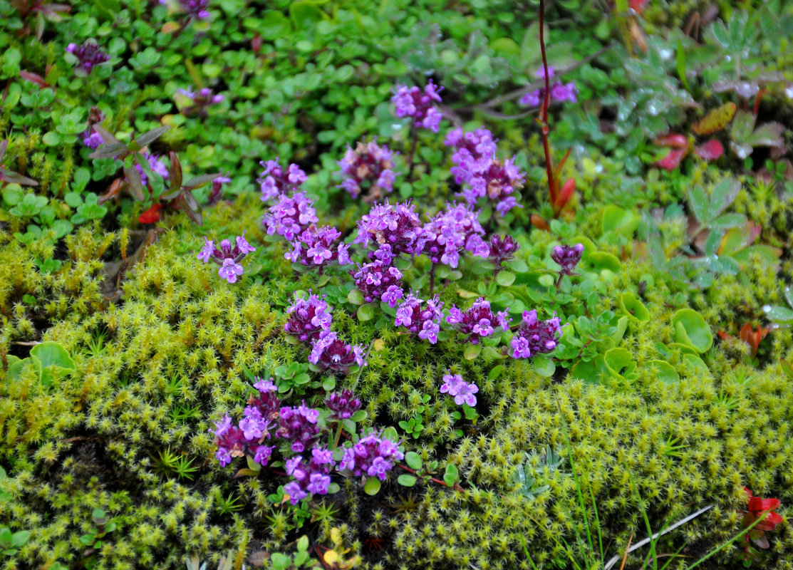 Image of Thymus praecox ssp. britannicus specimen.